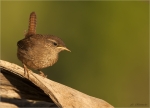Zaunkoenig-Troglodytes_troglodytes-Mai_2020.jpg