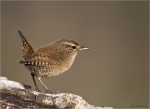 Zaunkoenig-wren-05_12_2015.jpg