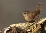 Zaunkoenig-wren-11_12_2015.jpg