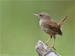 Zaunkoenig-wren-12_07_2014.jpg