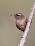 Zaunkoenig-wren-12_12_2015.jpg