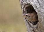 Zaunkoenig-wren-20_07_2015.jpg