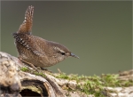 Zaunkoenig-wren-23_12_2014.jpg