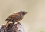 Zaunkoenig-wren-Jungvogel-17_07_2015.jpg
