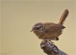 Zaunkoenig-wren-Jungvogel_2015.jpg