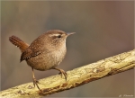 Zaunkoenig-wren-Ton_in_Ton.jpg