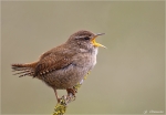 Zaunkoenig-wren.jpg