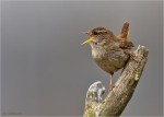 Zaunkoenig_beim_Gesang-wren.jpg