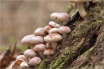 Ziegelroter_Schwefelkopf-Hypholoma_lateritium.jpg