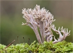 Zierliche_Koralle-Ramaria_gracilis.jpg