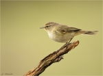 Zilpzalp-19_03_2017-Phylloscopus_collybita.jpg