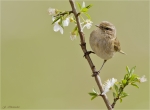 Zilpzalp-April_2014-chiffchaff.jpg