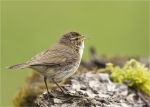 Zilpzalp-April_2016-chiffchaff.jpg