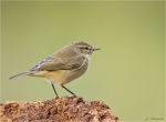 Zilpzalp-Oktober_2015-chiffchaff.jpg