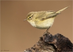 Zilpzalp-Phylloscopus_collybita-18_03_2017.jpg