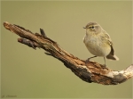 Zilpzalp-Phylloscopus_collybita-19_03_2017.jpg