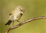 Zilpzalp-Weidenlaubsaenger-Phylloscopus_collybita.jpg