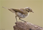 Zilpzalp-chiffchaff-09_08_2015.jpg