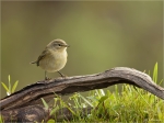 Zilpzalp-chiffchaff-09_10_2017.jpg