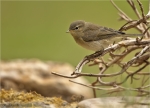 Zilpzalp-chiffchaff-09_Juni_2020.jpg