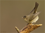 Zilpzalp-chiffchaff-14_04_2018.jpg