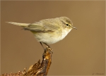 Zilpzalp-chiffchaff-18_03_2017.jpg