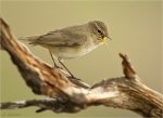 Zilpzalp-chiffchaff-19_03_2017.jpg