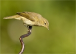 Zilpzalp-chiffchaff-19_06_2017.jpg