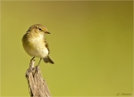 Zilpzalp-chiffchaff-21_05_2017.jpg
