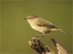 Zilpzalp-chiffchaff-23_09_2016.jpg