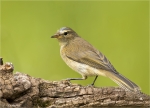 Zilpzalp-chiffchaff-24_06_2016.jpg