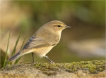Zilpzalp-chiffchaff-25_10_2017.jpg