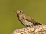 Zilpzalp-chiffchaff-26_06_2016.jpg