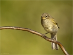 Zilpzalp-chiffchaff-26_06_2017.jpg