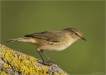 Zilpzalp-chiffchaff-28_09_2015.jpg