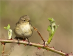 Zilpzalp-chiffchaff-31_03_2017.jpg