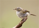 Zilpzalp-chiffchaff-August_2015.jpg