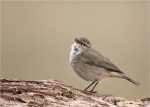 Zilpzalp-chiffchaff-Maerz_2015.jpg