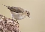Zilpzalp-chiffchaff-Phylloscopus_collybita.jpg