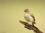 Zilpzalp-chiffchaff-beim_Gesang-18_03_2017.jpg