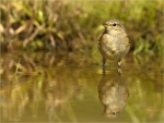 Zilpzalp-chiffchaff-beim_baden-28_06_2017.jpg