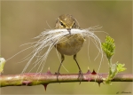 Zilpzalp-chiffchaff-keine_Bartmeise.jpg