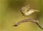 Zilpzalp-chiffchaff-kurz_vor_der_Landung.jpg