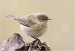 Zilpzalp-chiffchaff.jpg