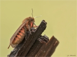 Zimtbaer-Phragmatobia_fuliginosa-05_04_2019.jpg