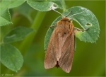 Zimtbaer-Phragmatobia_fuliginosa.jpg