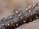 Zinnoberroter_Pustelpilz-Nectria_cinnabarina-05_02_2016.jpg