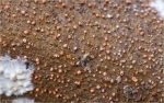 Zinnoberroter_Pustelpilz-Nectria_cinnabarina.jpg