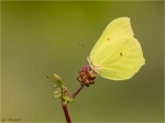 Zitronenfalter-Gonepteryx_rhamni-11_05_2017.jpg