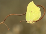 Zitronenfalter-Gonepteryx_rhamni-23_07_2020.jpg